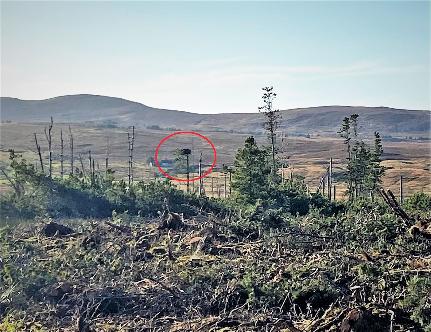 A red circle shows the nest is still intact after initial fears it had been lost.