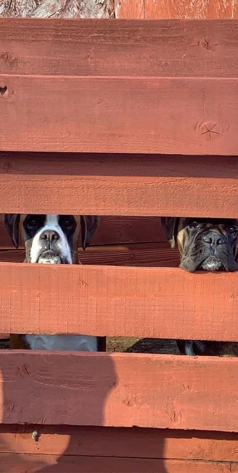 Two Boxer puppies can't wait for the lockdown to be over.