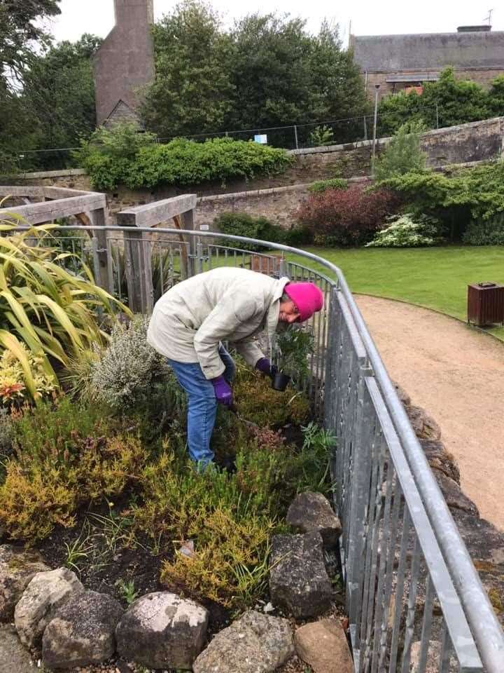 Marigolds being planted as part of an effort that helps provide a welcome dash of colour to Tain.