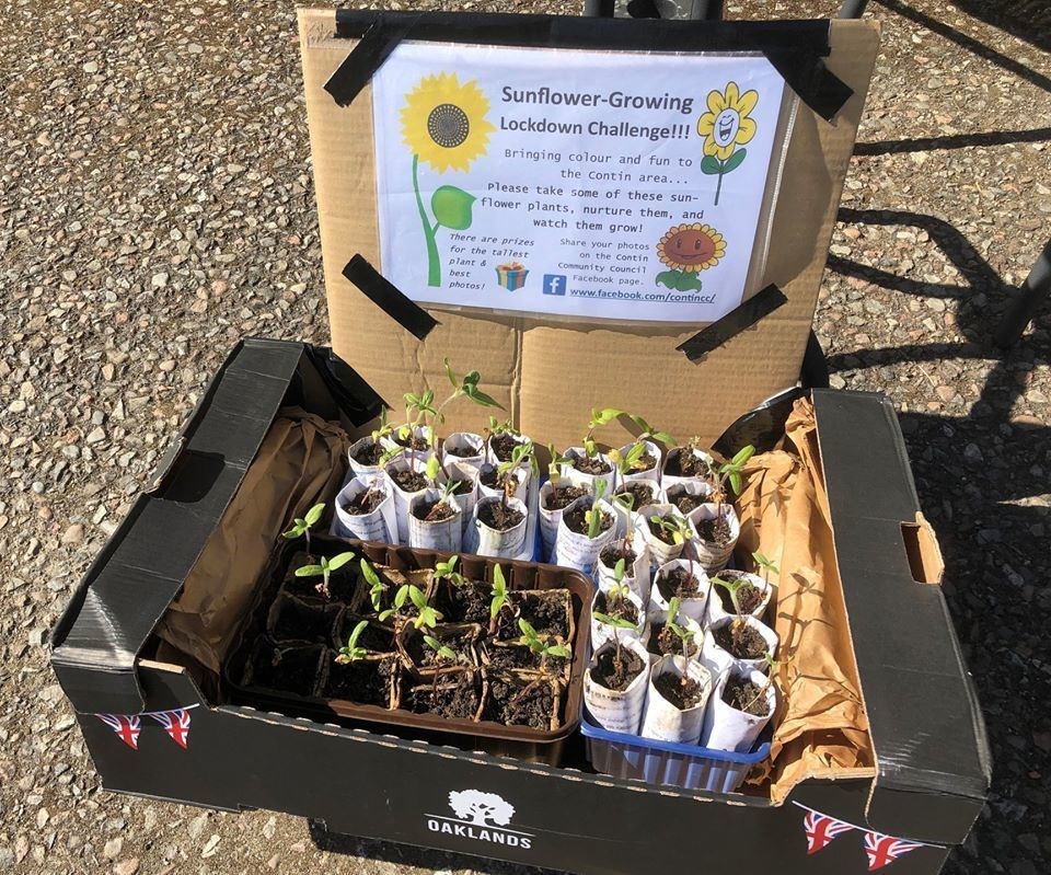 Boxes of sunflower seedlings have been left at several sites in Contin.