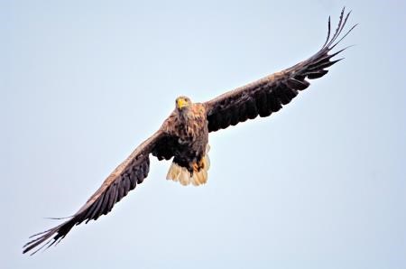 Sea eagles, also known as white tailed eagles, are the UK's largest bird of prey. Picture: SNH