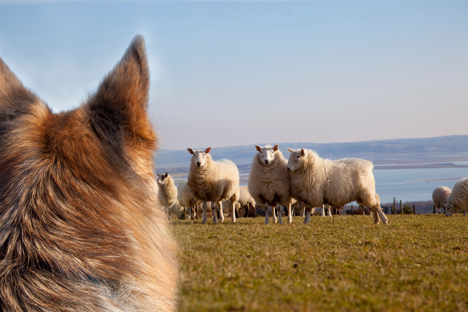 Dog owners can be fined or imprisoned if their pet attacks farm animals.
