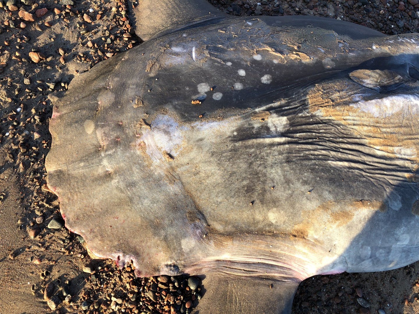 An Ocean Sunfish washed up on Rosemarkie beach.