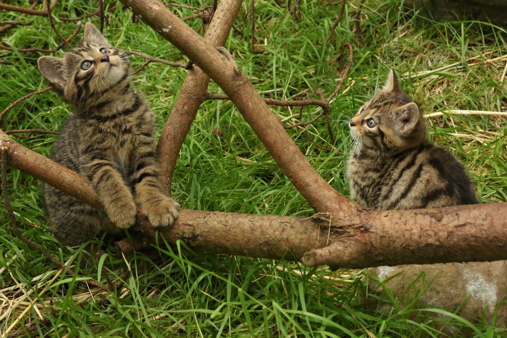 The wildcat kittens explore their home. Picture: Ben Jones.