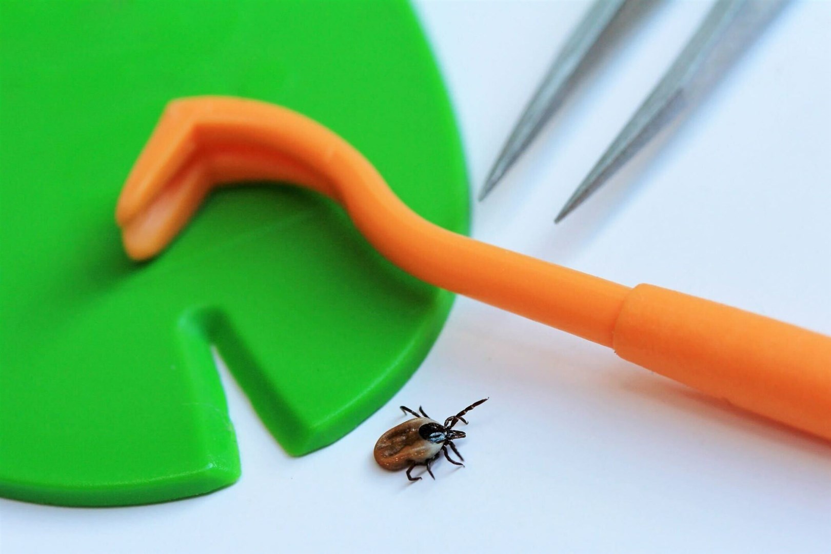 Lyme Disease - tick removal tool
