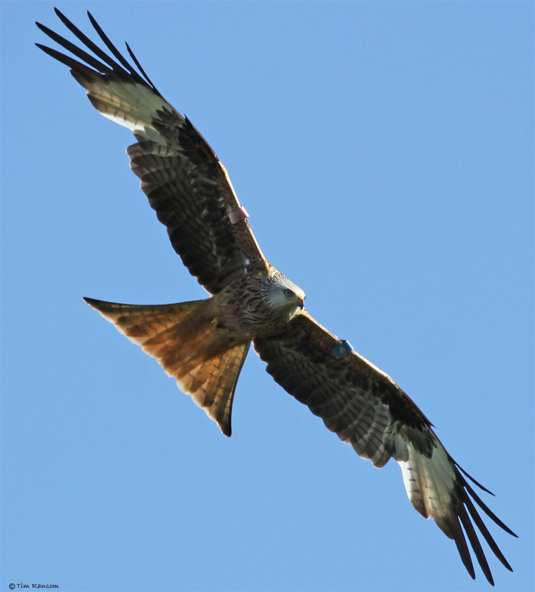 Kite in Flight by Tim Ransom BSCG