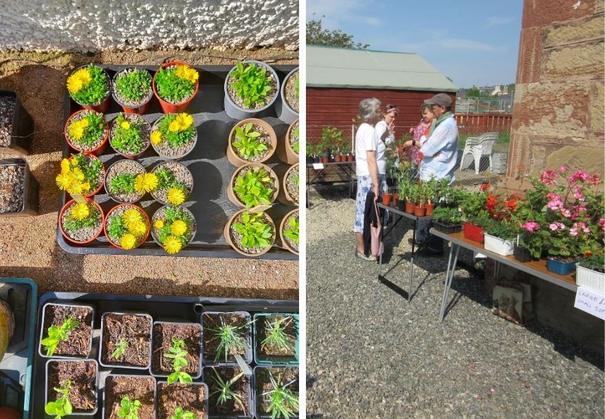 The Black Isle Horticultural Society plant sale in Rosemarkie primarily offers locally grown plants suited to the climate. It happens on Saturday in Rosemarkie.
