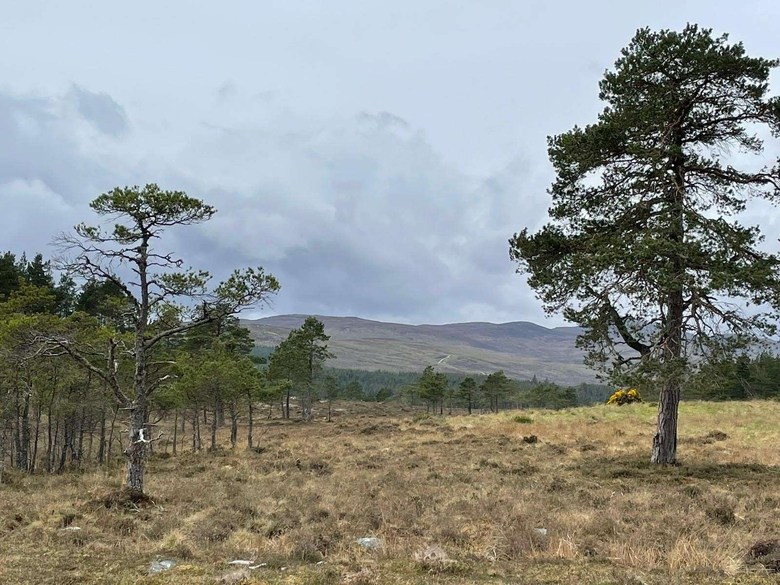 Mixed use landscape of trees and moorland in the northern Highlands.