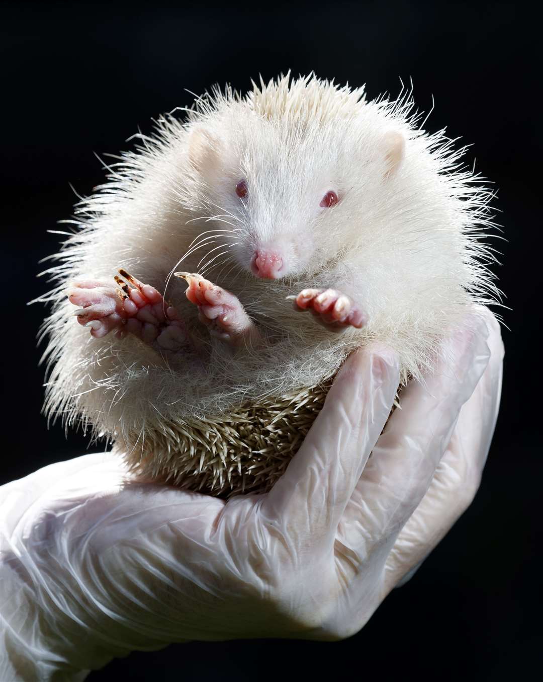 Jack Frost, an ultra rare albino Hedgehog, that has been rescued by Prickly Pigs Hedgehog Rescue in Otley, West Yorkshire (Danny Lawson/PA)