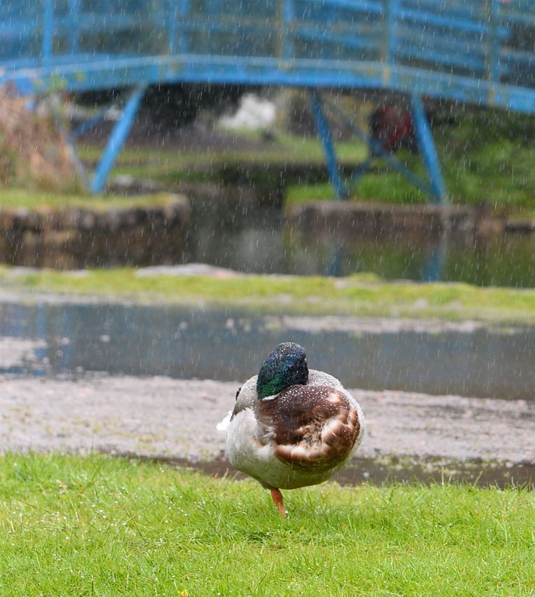 Even the ducks took shelter from the rain.