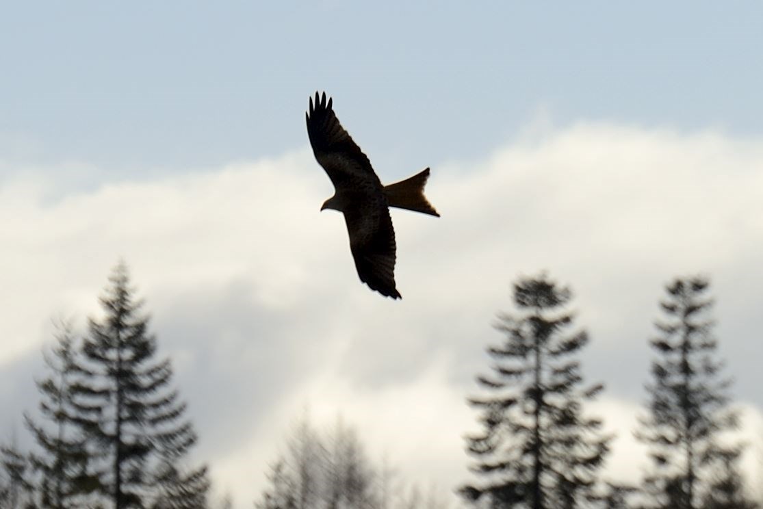 Red kites were flying overhead.