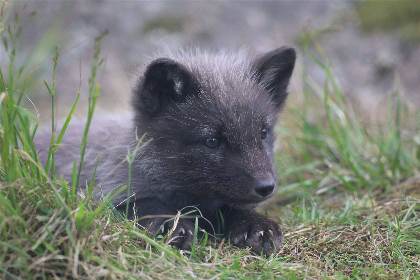 Cute arrivals... Arctic Fox cubs were born at the Highland Wildlife Park last spring.