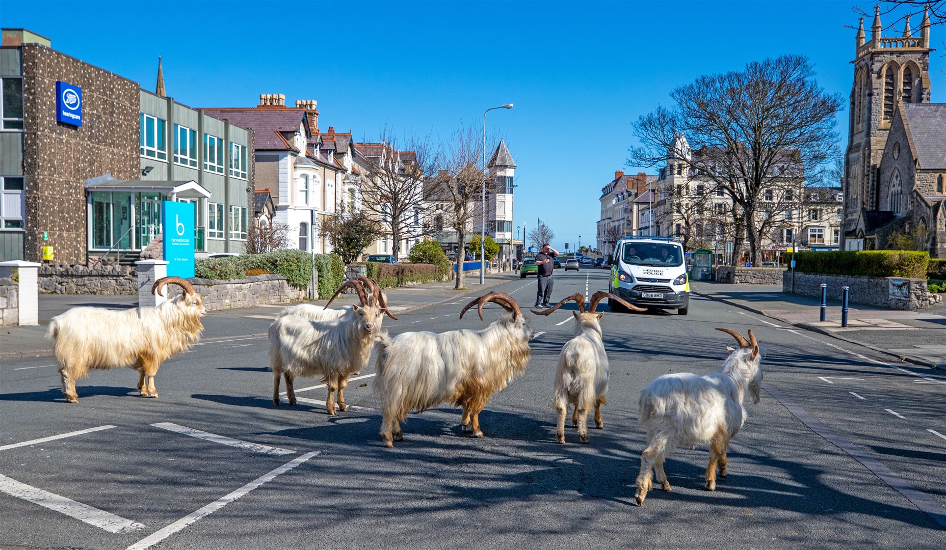 A herd of goats takes advantage of quiet streets in Llandudno, north Wales, during the lockdown (Peter Byrne/PA)