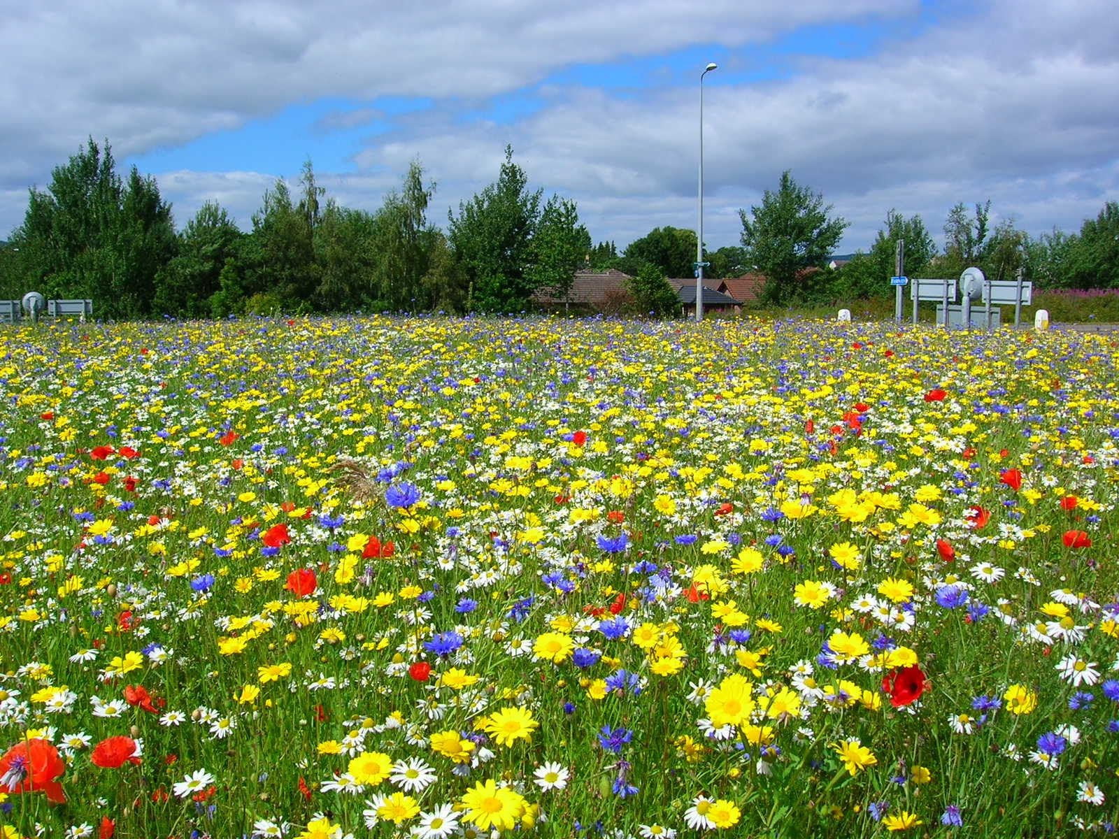 A colourful wildflower meadow created by a Highland road