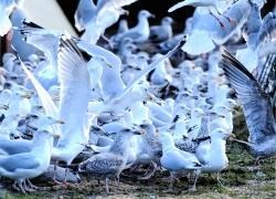 Seagulls are 'opportunistic scavengers'