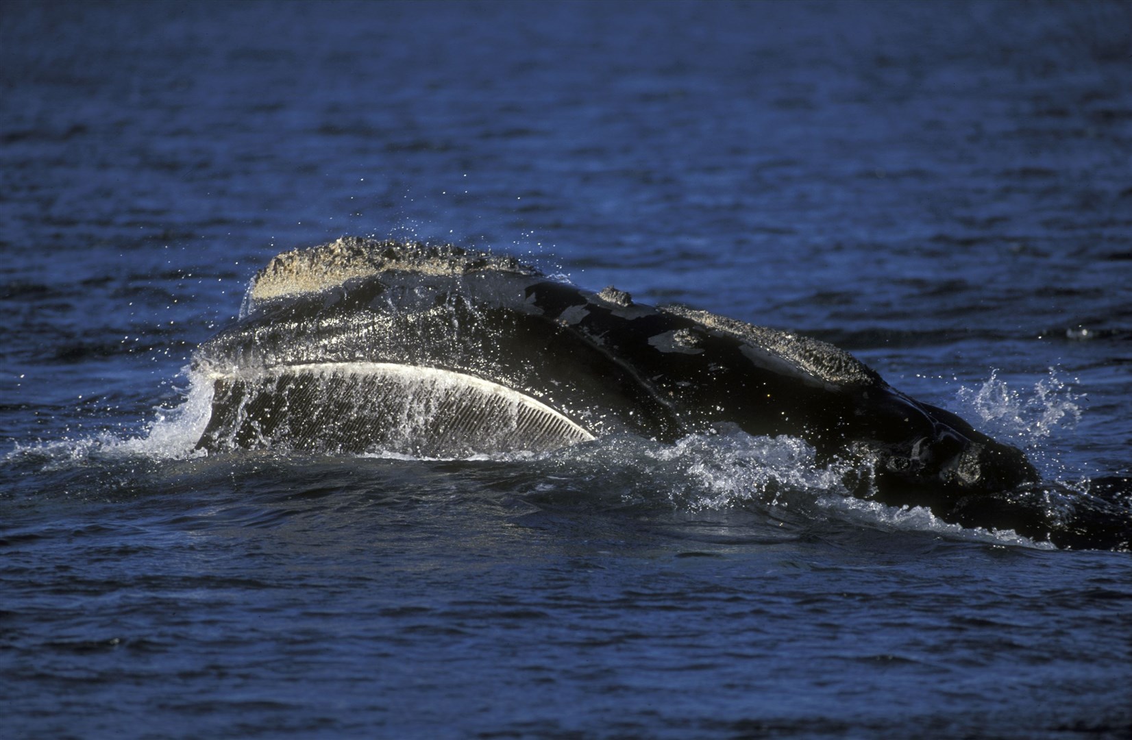 A North Atlantic right whale, a rare species spotted yesterday which people are being asked to look out for.