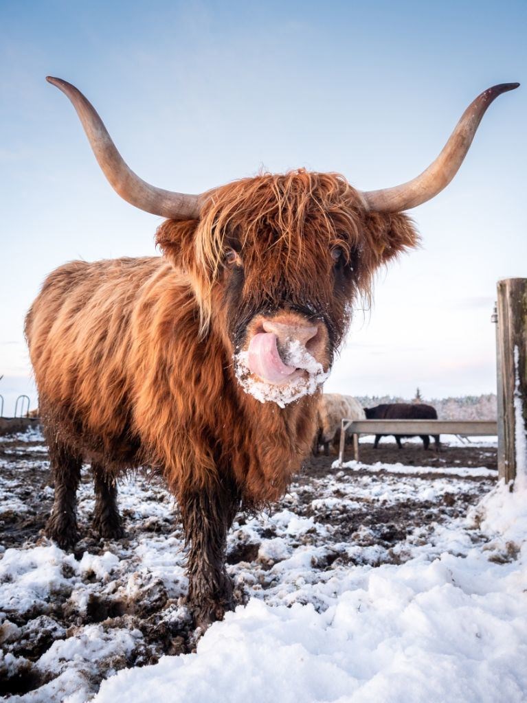 A Highland cow.