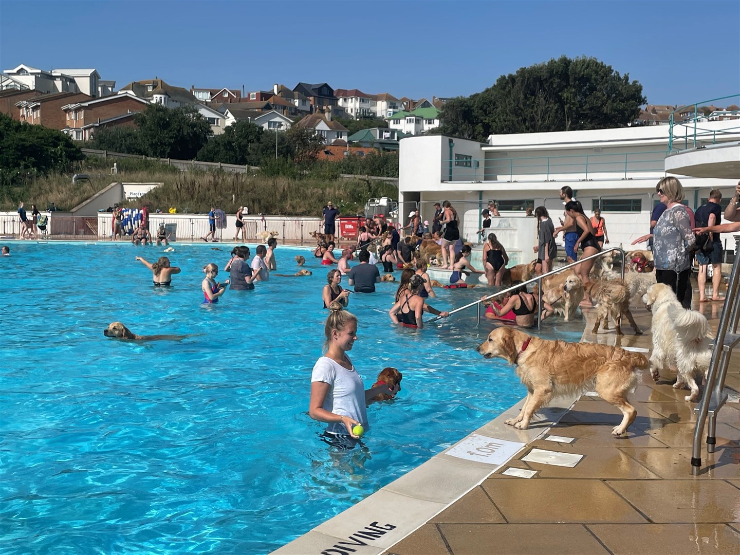 The Dogtember events have proven a huge success at Saltdean Lido in Brighton (Anahita Hossein-Pour/PA)