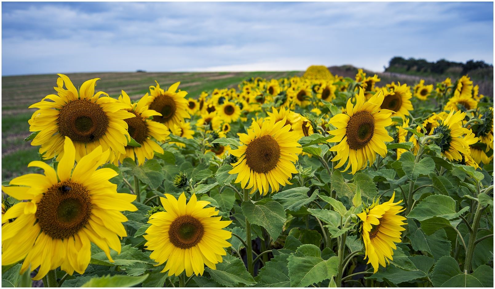 Sunflowers growing in a field at Hilton of Cadboll by Linda Ross.