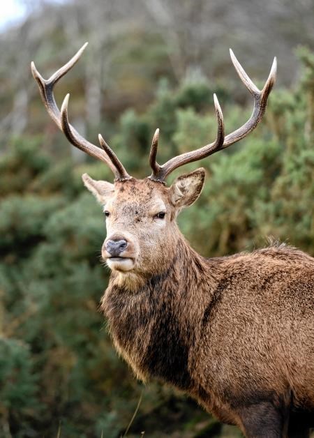 The Holyrood committee has outlined changes that need to be made to improve deer management in Scotland.