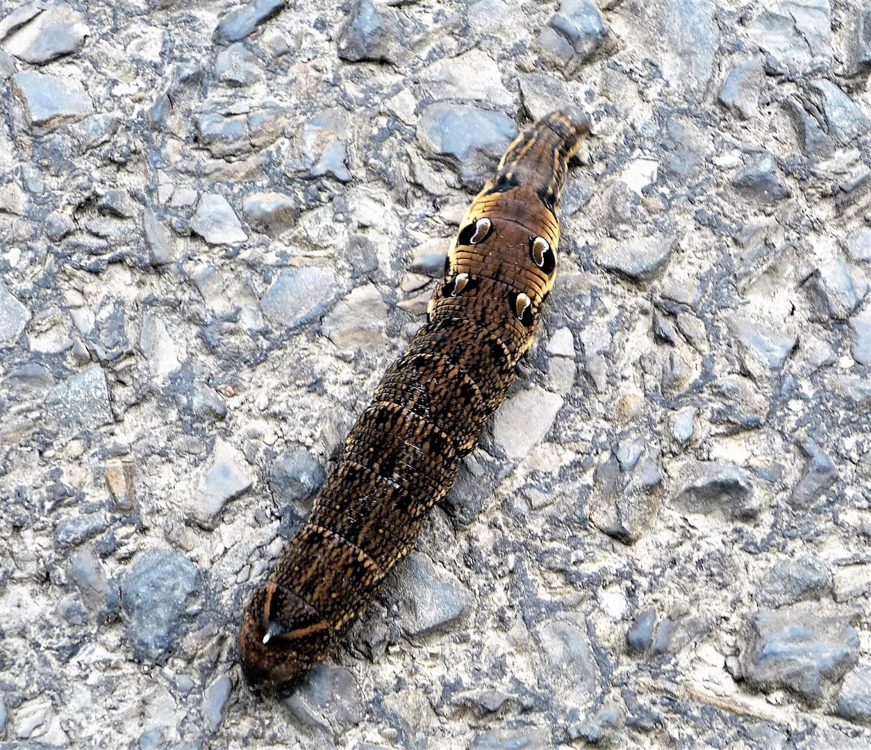 What appears to be an elephant hawk-moth caterpillar crosses a road near Watten. When disturbed, the animal will mimic a snake. Picture: DGS
