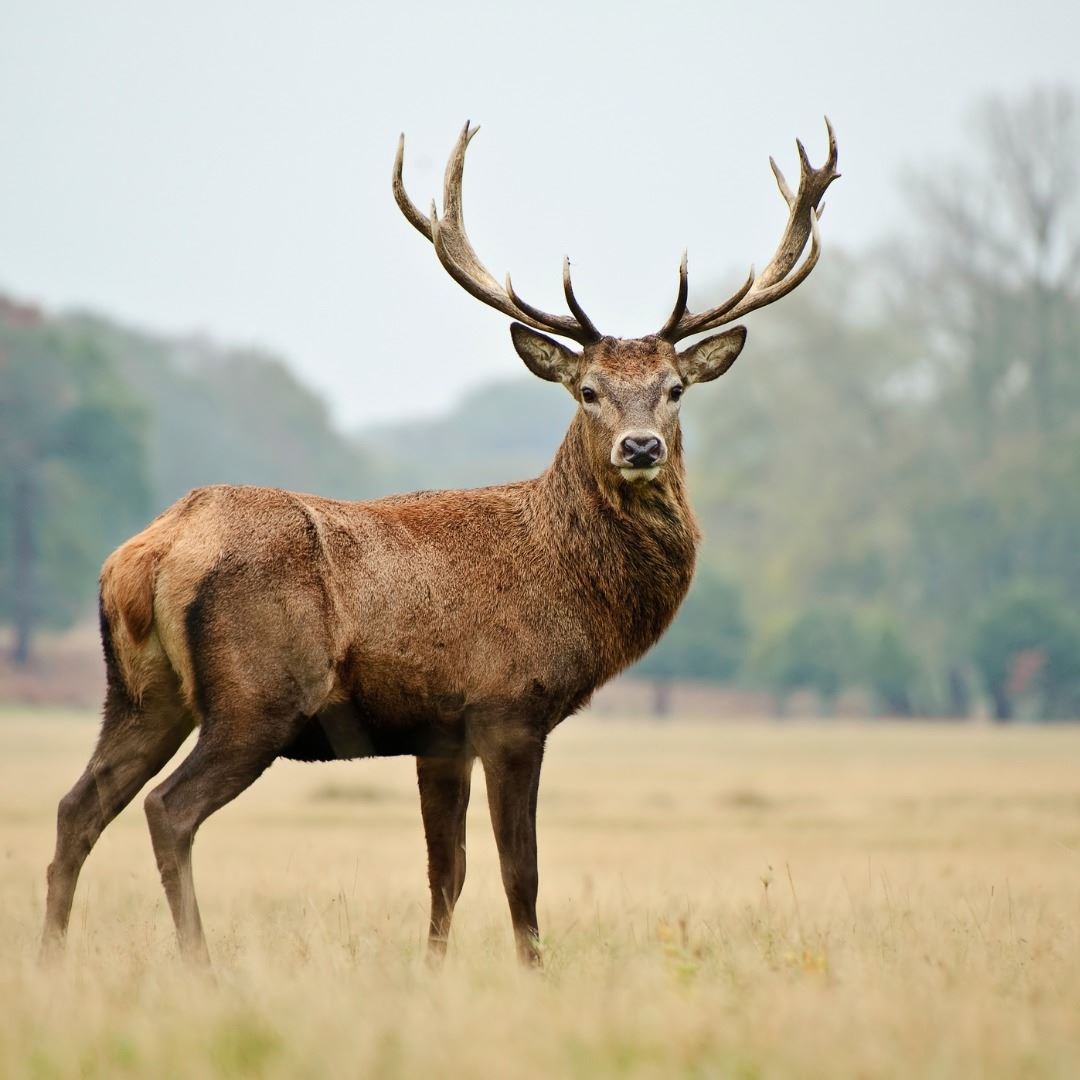 Lyme Disease - deer as a vector for infection
