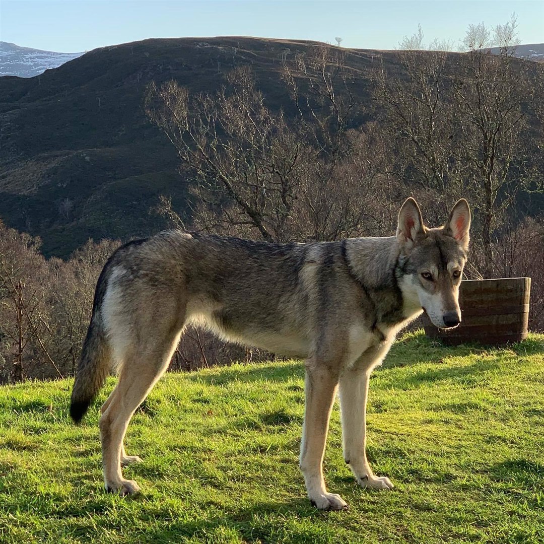 Logan who went missing from Alladale Lodge, near Ardgay on Monday lunchtime.