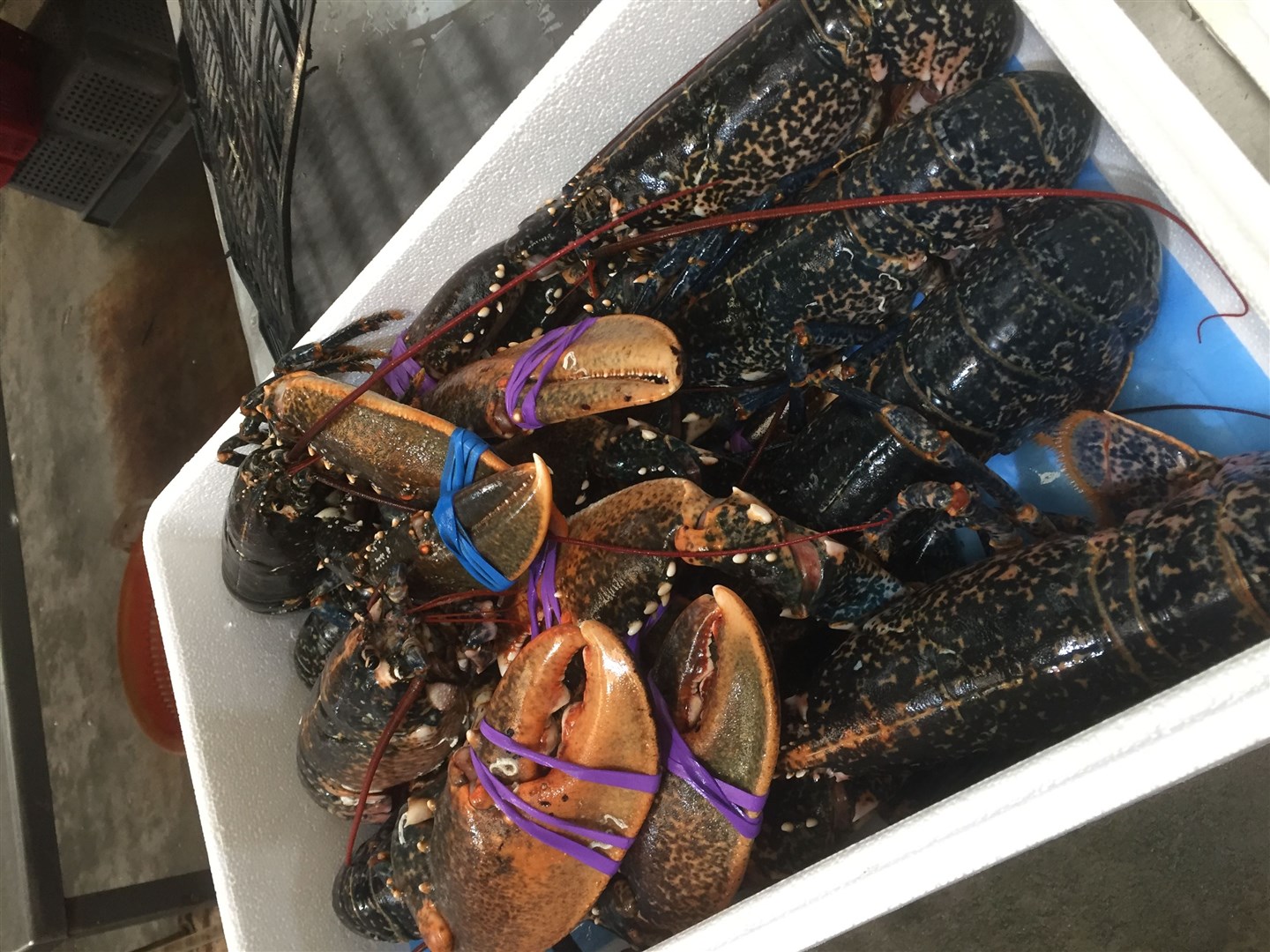 Live lobsters just hours out of the waters off Isle of Skye, procured from ScotWest Seafoods of Kyle of Lochalsh, who have suffered a significant downturn in exports and surge in lobster and langoustine mortality since Brexit.