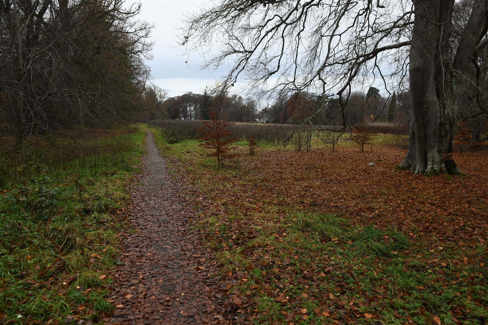 The field where the proposed housing development is to be built. Picture: James Mackenzie.