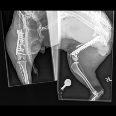 The x-ray showing the pins and plates in Darcy's legs.